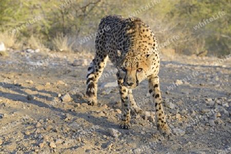 Gepard (Acinonyx jubatus) in dohender Haltung , Khomas Region, Namibia, Afrika