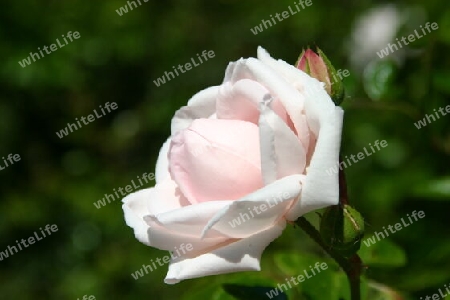 Weiße Rose von der Insel