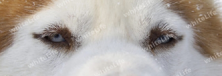 Augen eines Husky
