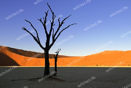 Kameldornb?ume (Acacia erioloba), auch Kameldorn oder Kameldornakazie als Silhouette im ersten Morgenlicht auf die Duenen,  Namib Naukluft Nationalpark, Deadvlei, Dead Vlei, Sossusvlei, Namibia, Afrika