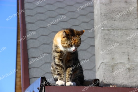 Katze schaut vom Dach runter