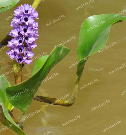 Himmelblaue Wasser-Hyazinthe - Eichhornia azurea