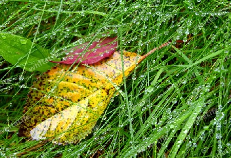 Einzelnes verwelktes Efeu-Blatt im  Gras mit Regentropfen