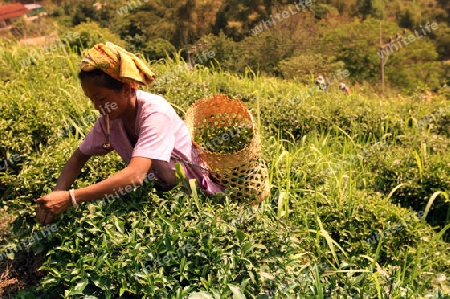 Teepfluecker ernten Teeblaetter in einer Tee Plantagen beim Bergdorf Mae Salong in der Huegellandschaft noerdlich von Chiang Rai in der Provinz Chiang Rai im Norden von Thailand in Suedostasien.