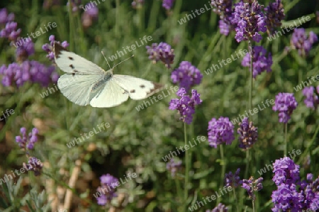 butterfly and lavander