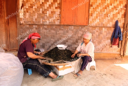Teepflueckerinnen sortieren Teeblaetter in einer Tee Plantagen beim Bergdorf Mae Salong in der Huegellandschaft noerdlich von Chiang Rai in der Provinz Chiang Rai im Norden von Thailand in Suedostasien.