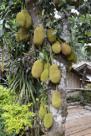 Jackfruechte an einem Baum beim Dorf Mae Hong Son im norden von Thailand in Suedostasien.