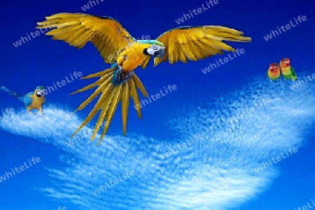 Tablet Hintergrund - Papagei