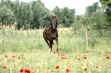 Pferd Quarter Horse