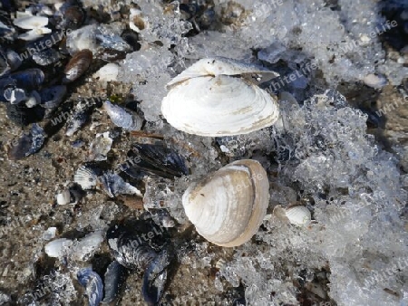 Muscheln und Eis am Strand