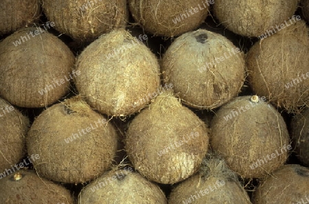 cocos nut in a markte in the town of siem riep near ankor wat  in cambodia in southeastasia. 