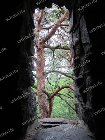 Fenster zum Wald, Window to the forest