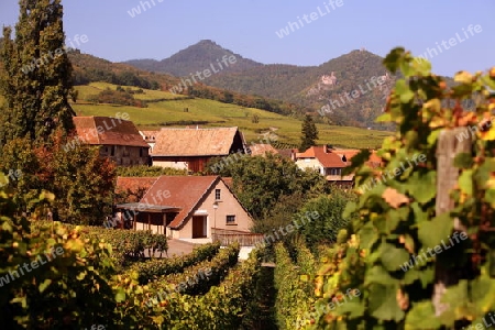The wine Hills of  the village of Hunawihr in the province of Alsace in France in Europe