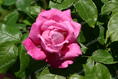 Eine Rose in pink