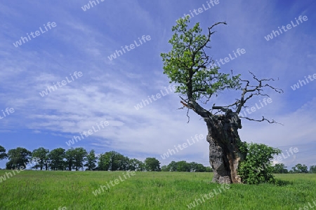 ca. 600 Jahre alte Eiche (Quercus), Hessen, Deutschland