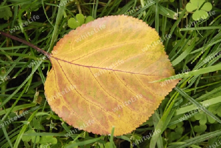 Leaf on a grass