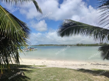 Palmen am  Strand, Mauritius