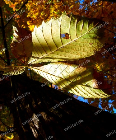 Gold-Gelbe Herbstbl?tter einer Ross-Kastanie in voller Sonne 1