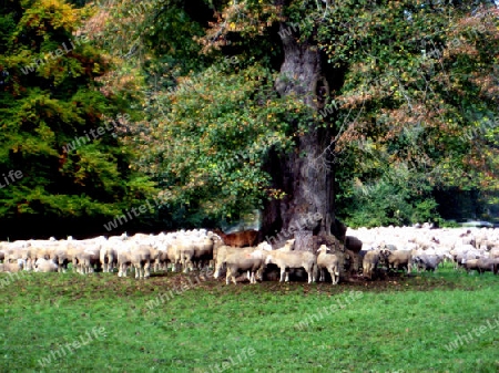 Schafe in Englischer Garten