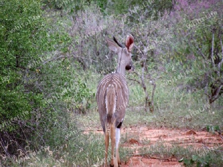 Kudu, Anthilope, Kenia, Kenya, Afrika, Savanne, Nationalpark