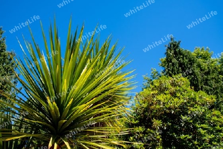 Palmen im Park Isidora, Lota