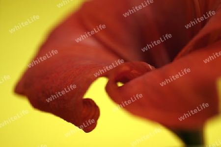 Blumendetail: Amaryllis (Hippeastrum, Ritterstern)