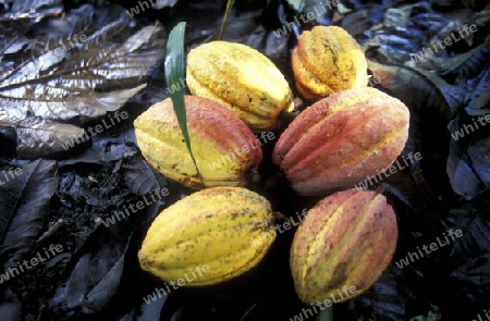 cacao in the Village of Baracoa on Cuba in the caribbean sea.