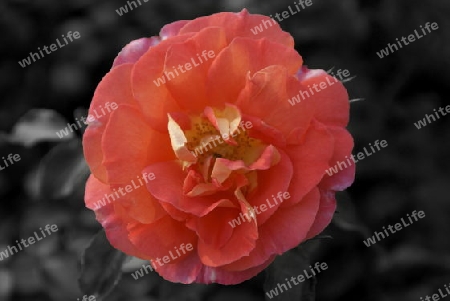 Mehrfarbige Rose als Colorkey- Bild.