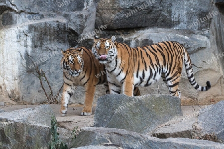 zwei Tiger
