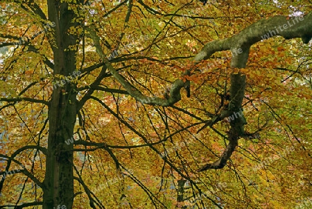 Bemooster Stamm einer alten Buche (Fagus) im Herbst, verf?rbte Bl?tter im Gegenlicht, Urwald Sababurg, Hessen, Deutschland, Europa