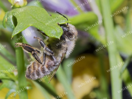 Biene an einer Pflanze  Bee on a Plant