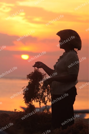 Ein Arbeiter beim Seegrass ernten in der Seegrass Plantage auf der Insel Nusa Lembongan der Nachbarinsel von Bali, Indonesien.