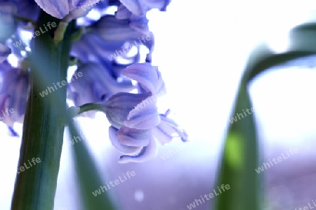 hyazinthe, lila