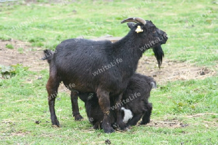 Black goats, a nut with cub  Schwarze Zwergziegen,eine Mutter mit Jungtier