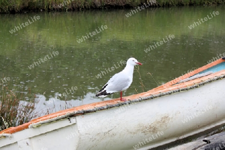 Gull on boat