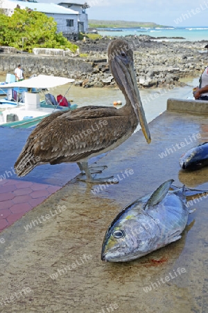 Braunpelikan, auch Brauner Pelikan (Pelecanus occidentalis) wartet auf seinen Anteil im Fischerhafen von  Puerto Ayora,  Insel Santa Cruz, Indefatigable Island, Galapagos Archipel, Unesco Welterbe,  Ecuador, Suedamerika