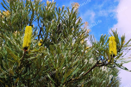 Kerzen-Banksie - Banksia aemula