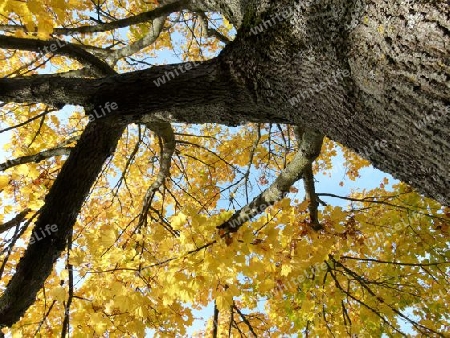 M?chtiger Baum in Herbstfarben 2