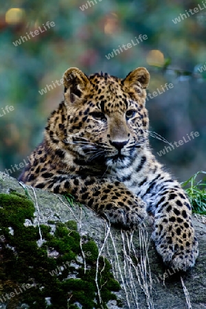 Leopard auf dem Wald