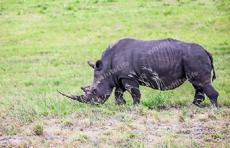 Rhino in the Greater St. Lucia Wetland Park
