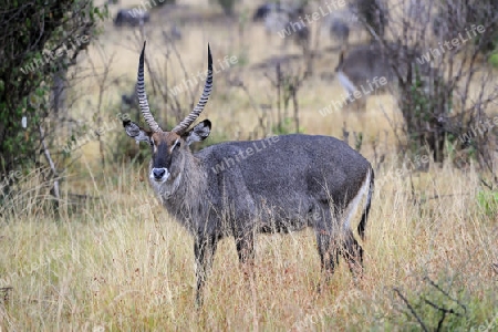Wasserbock (Kobus ellipsiprymnus), ausgewachsenes M?nnchen, Masai Mara, Kenia, Afrika