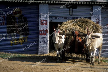 a oxwagon in the Village of Hampi in the province of Karnataka in India.