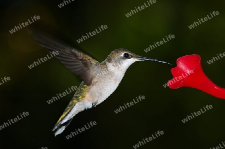 weiblicher Kolibri