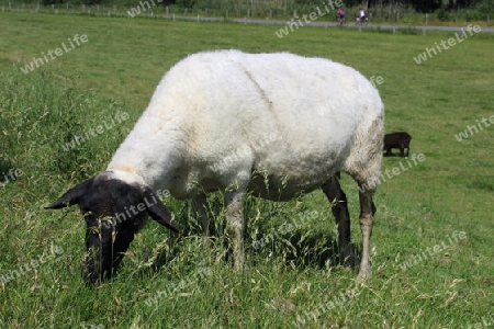 Schaf auf dem Elbdeich