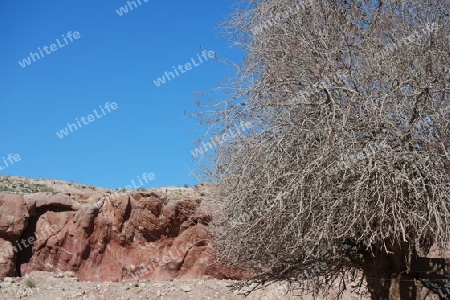 Baum in der Felswüste. Petra, Jordanien