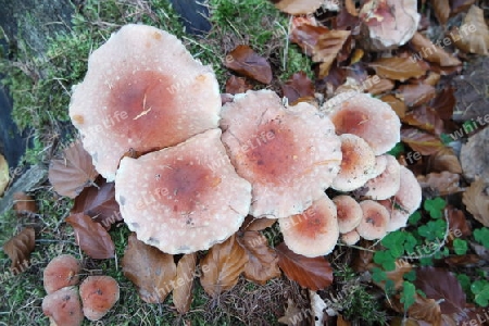 Pilze im Unterholz