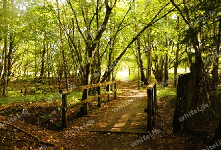 Dreamy little wooden bridge in a soft light in the green forest - Vertr?umte kleine Holzbr?cke bei sanftem Lichteinfall im gr?nen Wald