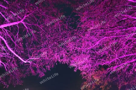 Violett beleuchtete Bäume