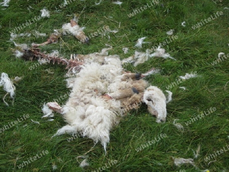 gerissenes Schaf in Wales