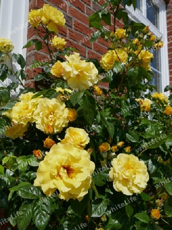 Gelbe Rosen vor einem Ziegelhaus